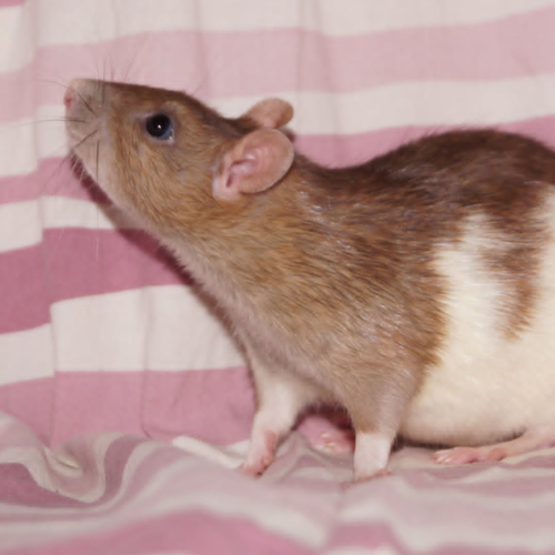 Zafira